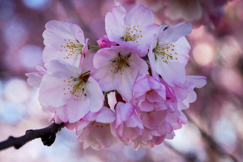 Colorful Cherry Blossom in New Jersey