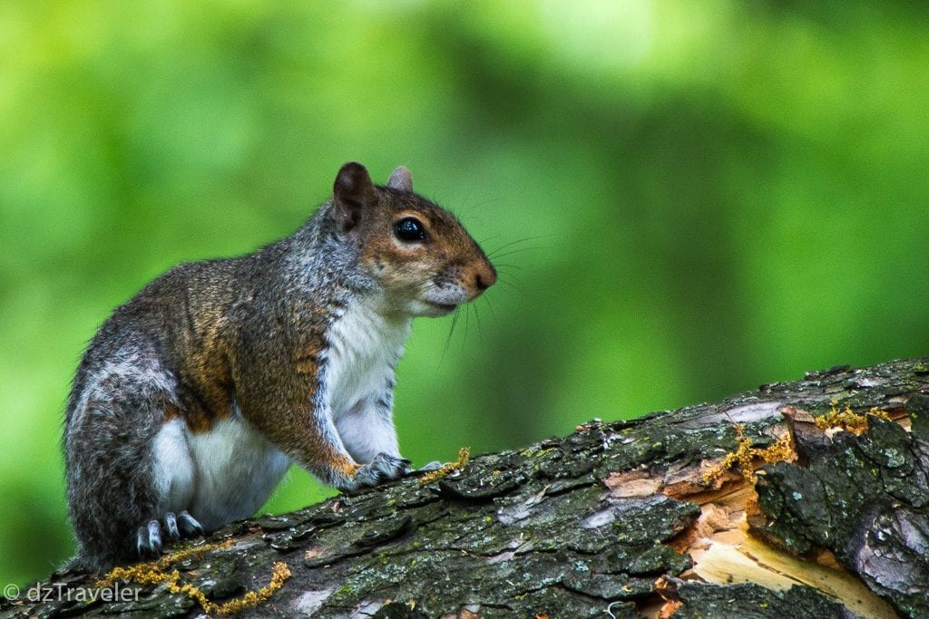 a picture of squirrel in the park