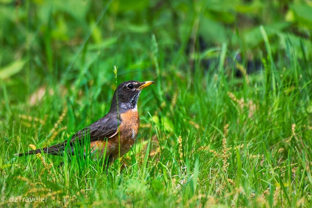 Early Morning Bird activities in the park