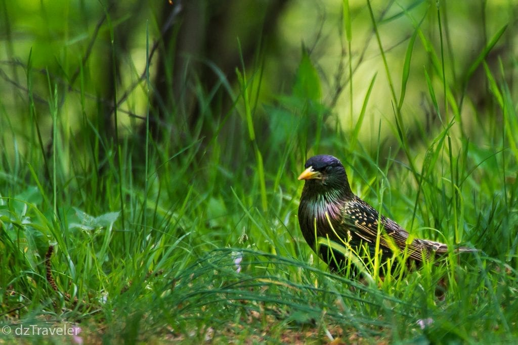 Birds in Branch Brook Park