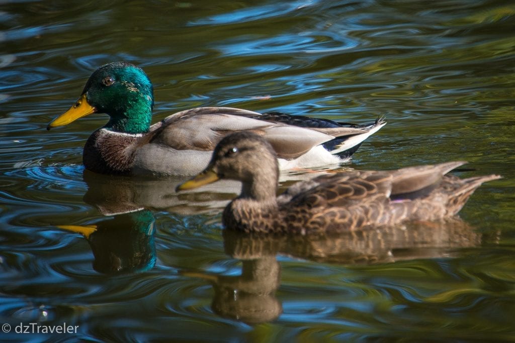 different types of duck species in the park
