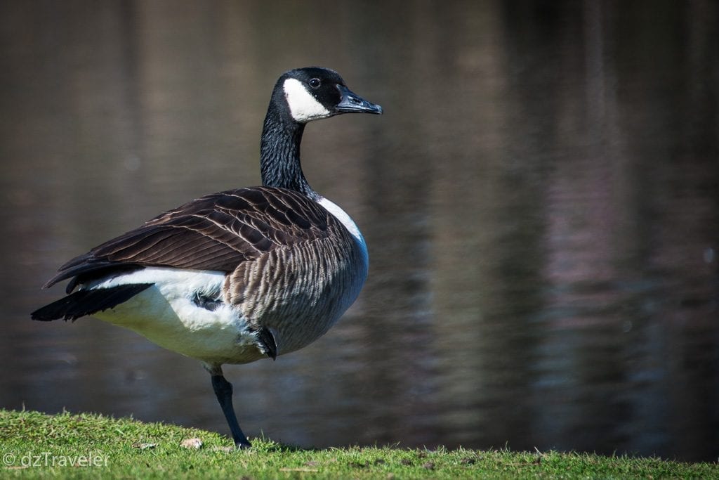 Canada goose in Branch Brook Park, New Jersey