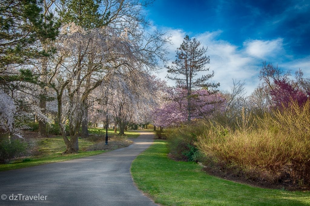 Cherry Blossom in Branch Brook Park