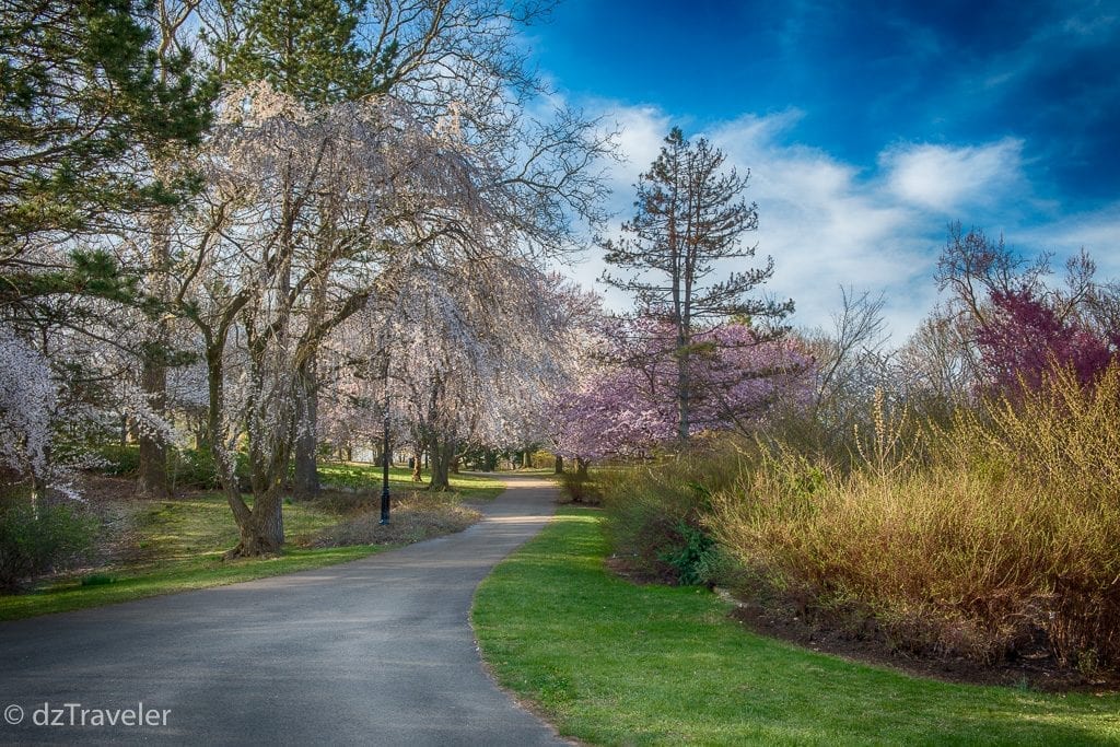 Cherry Blossom in Branch Brook Park Newark, NJ Dizzy Traveler