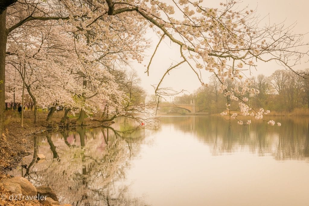 Early Morning View of Branch Brook Park Lake