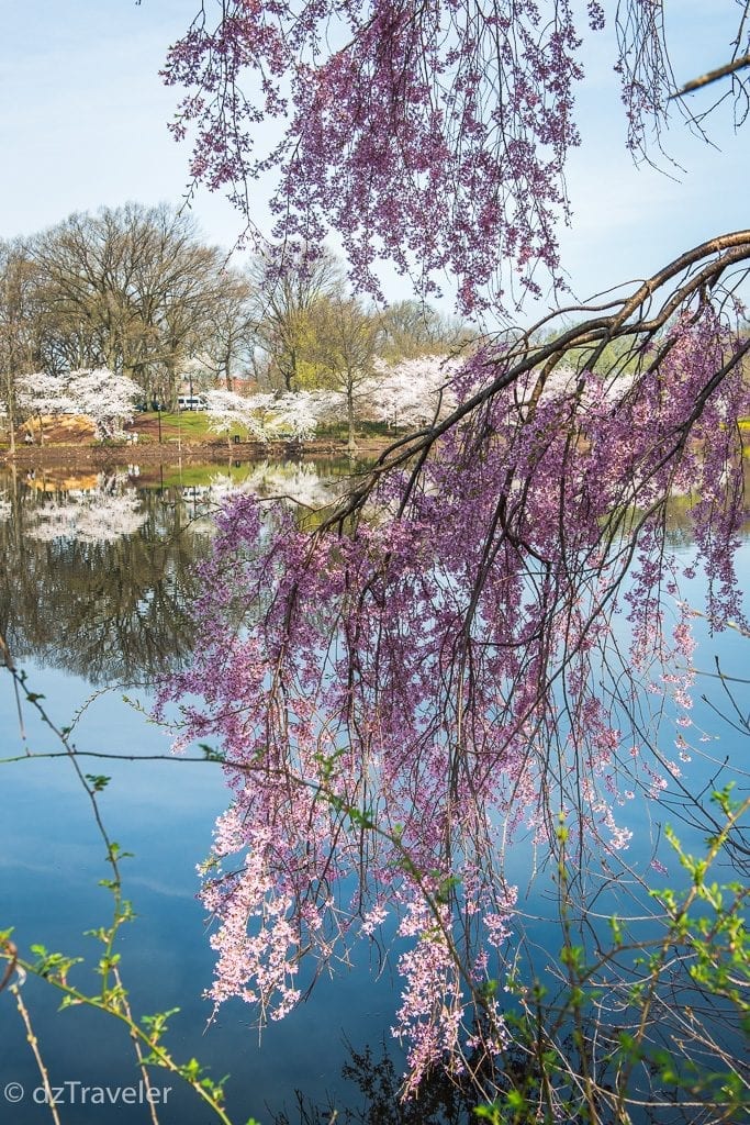 Beautiful view of Cherry Blossom in the spring!