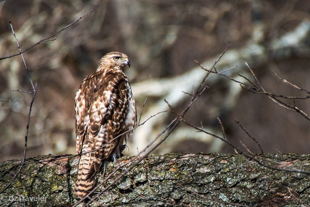 Crested Hawk eagle in the Park