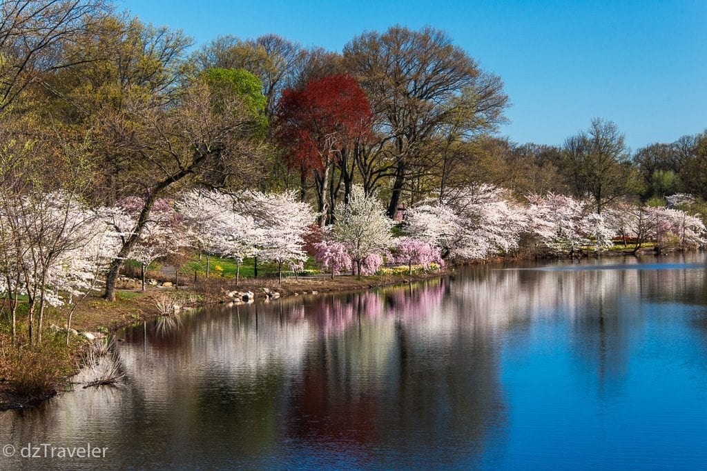 Cherry Blossom in Branch Brook Park Newark, NJ Dizzy Traveler