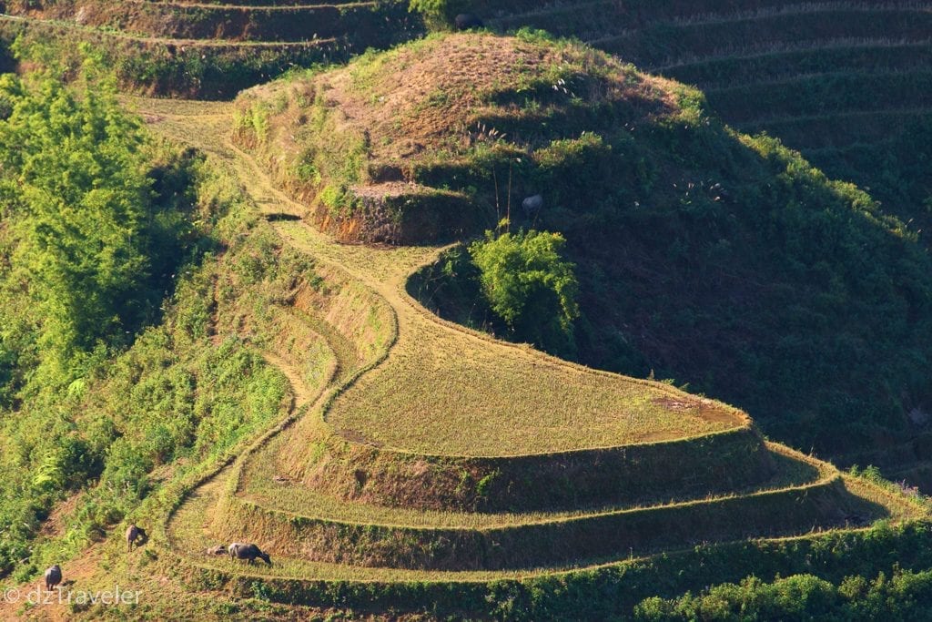 Rice Terrace in Sapa, Vietname