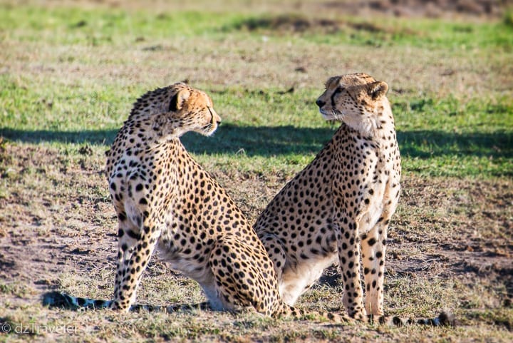 Cheetah in Masai Mara